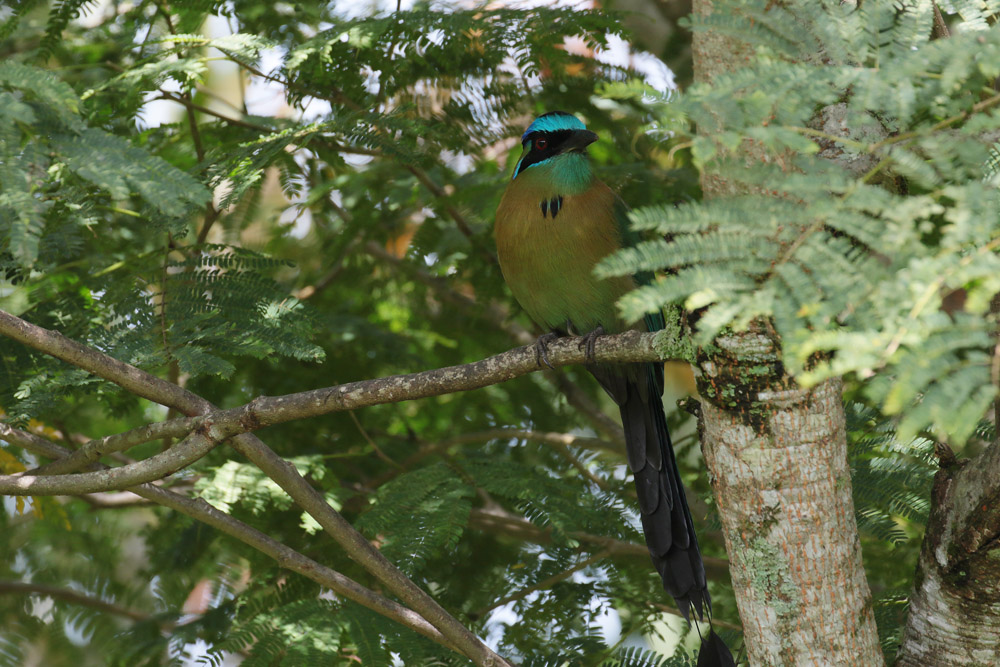 Blue-crowned Motmot